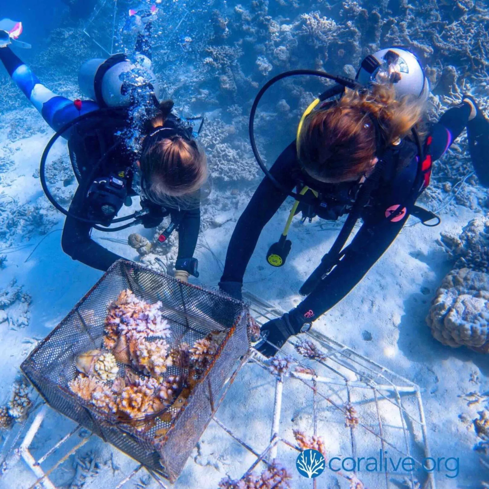 Oaga Art Resort and Coralive: Working Together to Restore the Coral 