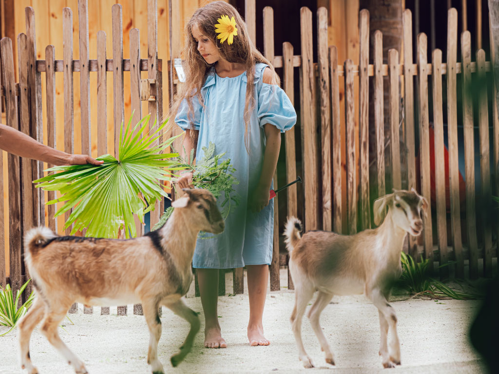 A Farmtastic Adventure Ollie's Open Farm Oaga Art Resort Greatest