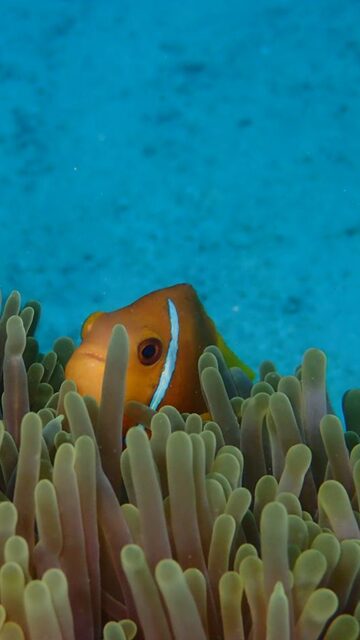 Snorkeling & Marine Life