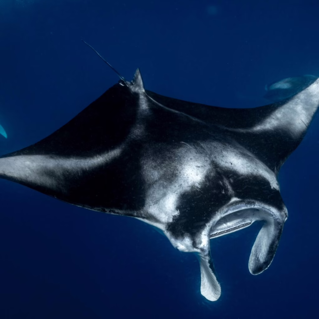 Manta Discovery