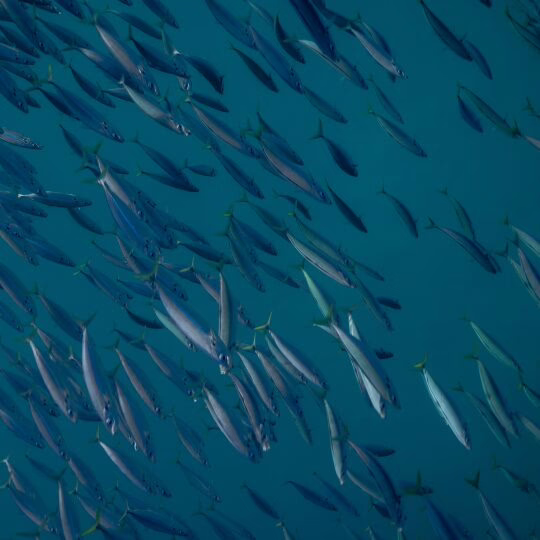 PADI Open Water Course