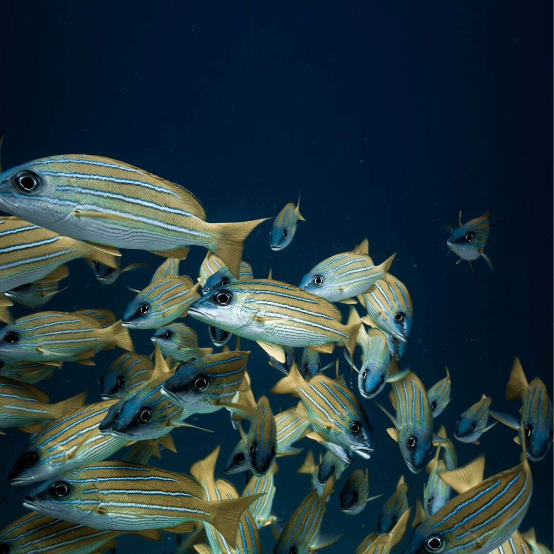 REFRESHER DIVE MALDIVES OAGA ART RESORT PADI