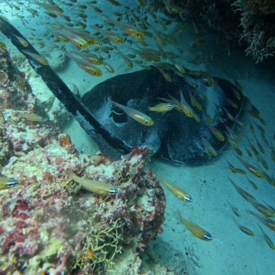 PADI Advanced Open Water Course