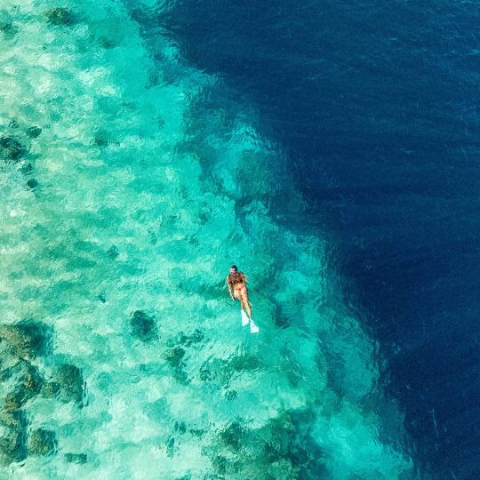 House Reef Snorkelling (Guided)