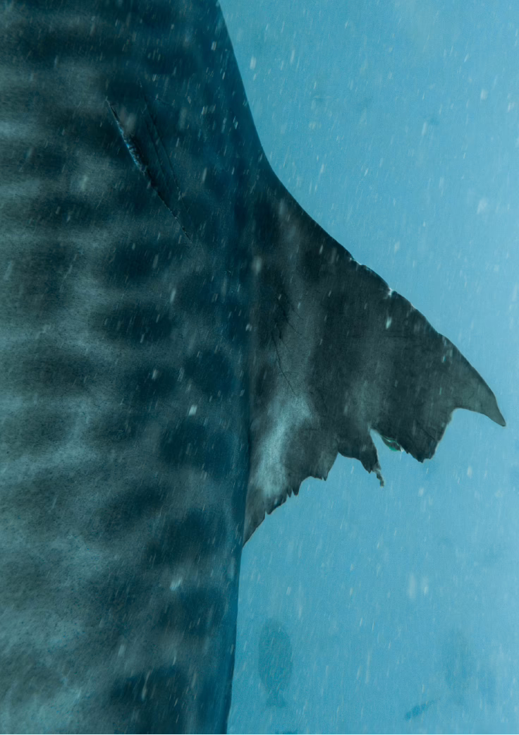 Oaga Art Resort Maldives Art Exhibition Veyoge Gallery Villa Alwan Ibrahim