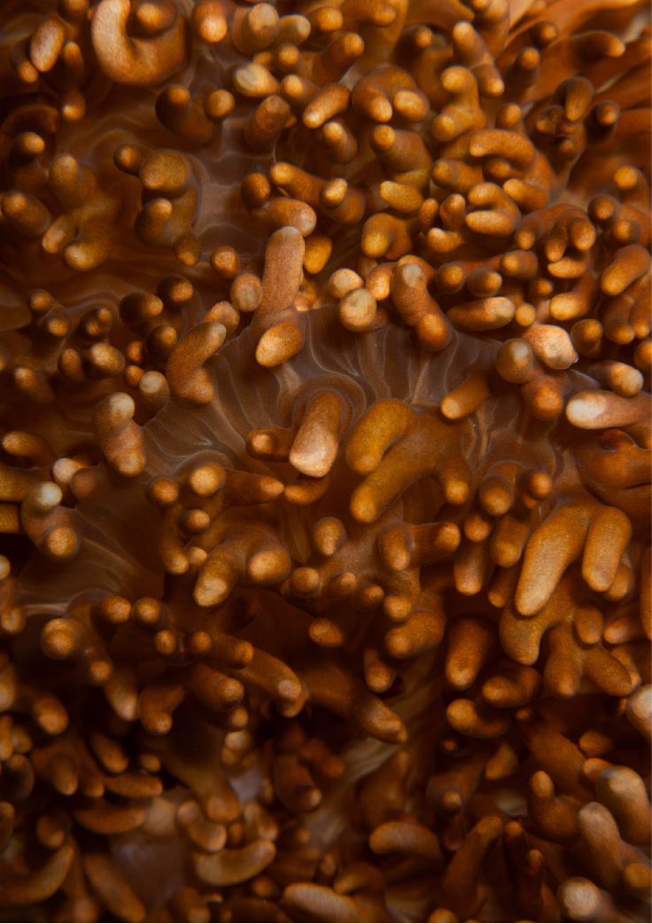 Oaga Art Resort Maldives Art Exhibition Veyoge Gallery Villa Alwan Ibrahim