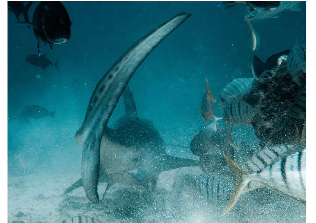 Oaga Art Resort Maldives Art Exhibition Veyoge Gallery Villa Alwan Ibrahim