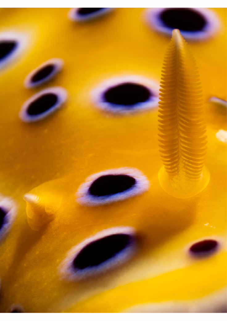 Oaga Art Resort Maldives Art Exhibition Veyoge Gallery Villa Alwan Ibrahim