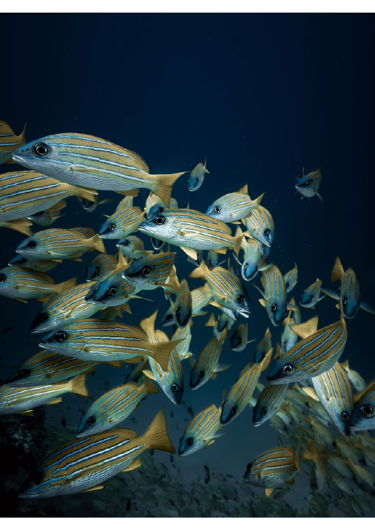 Oaga Art Resort Maldives Art Exhibition Veyoge Gallery Villa Alwan Ibrahim