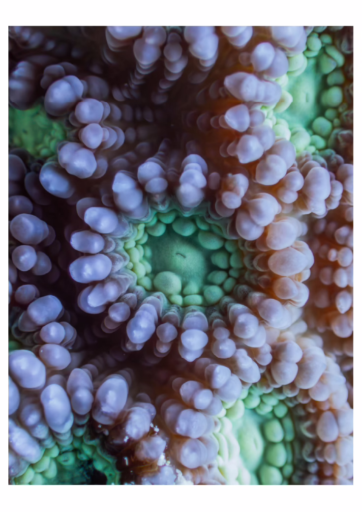 Oaga Art Resort Maldives Art Exhibition Veyoge Gallery Villa Alwan Ibrahim