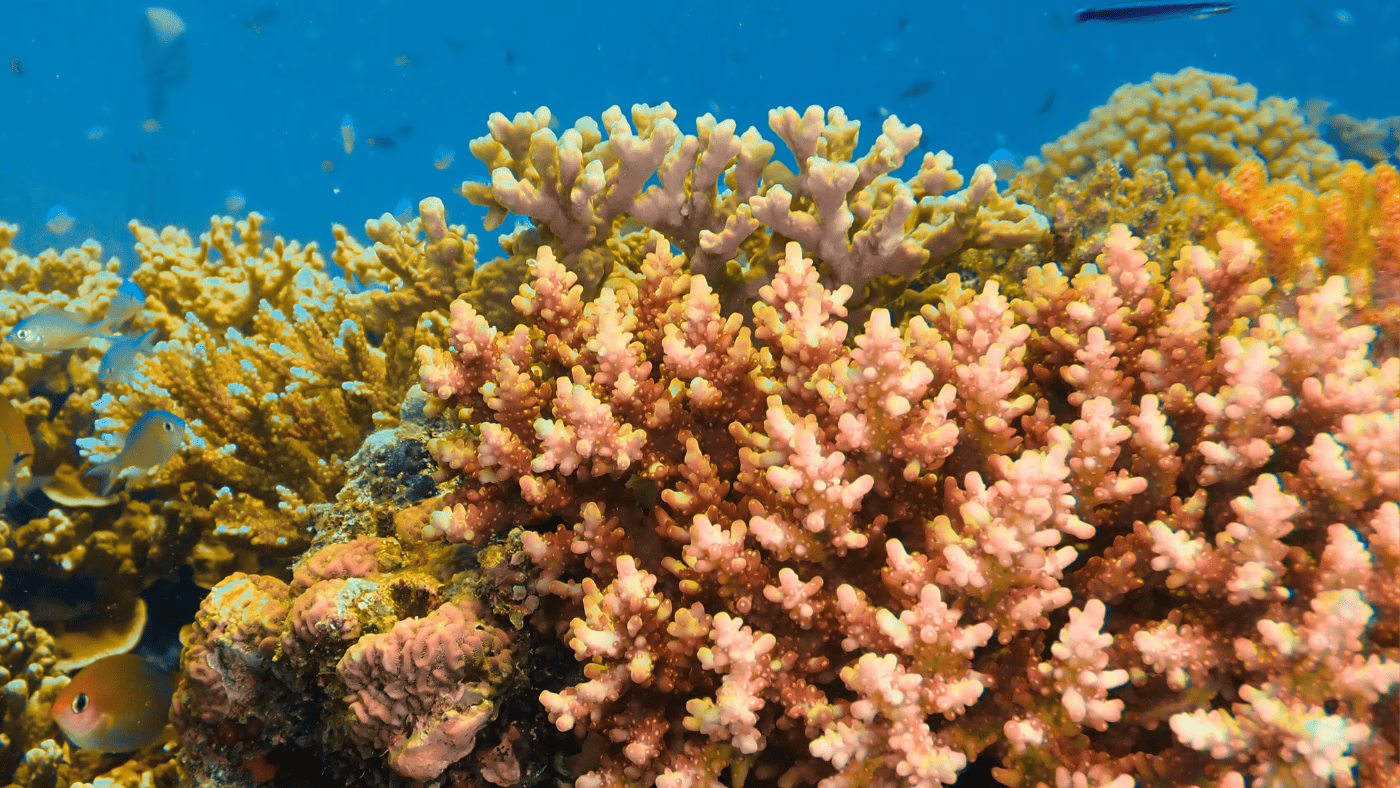 Corals Maldives Oaga Art Resort