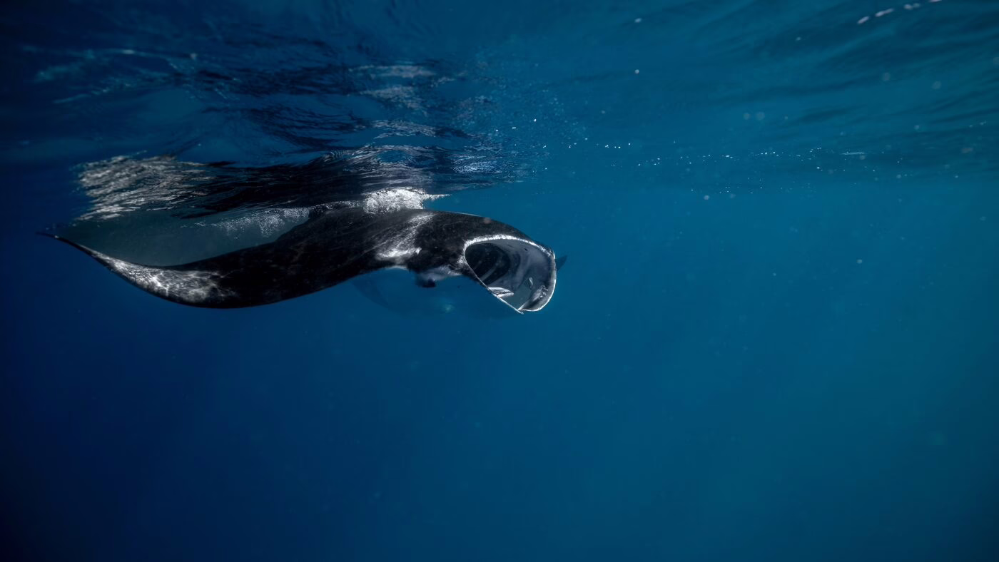 Manta Maldives Oaga Art Resort