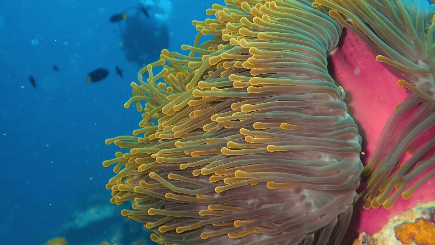 Corals Nemo Oaga Art Resort Maldives