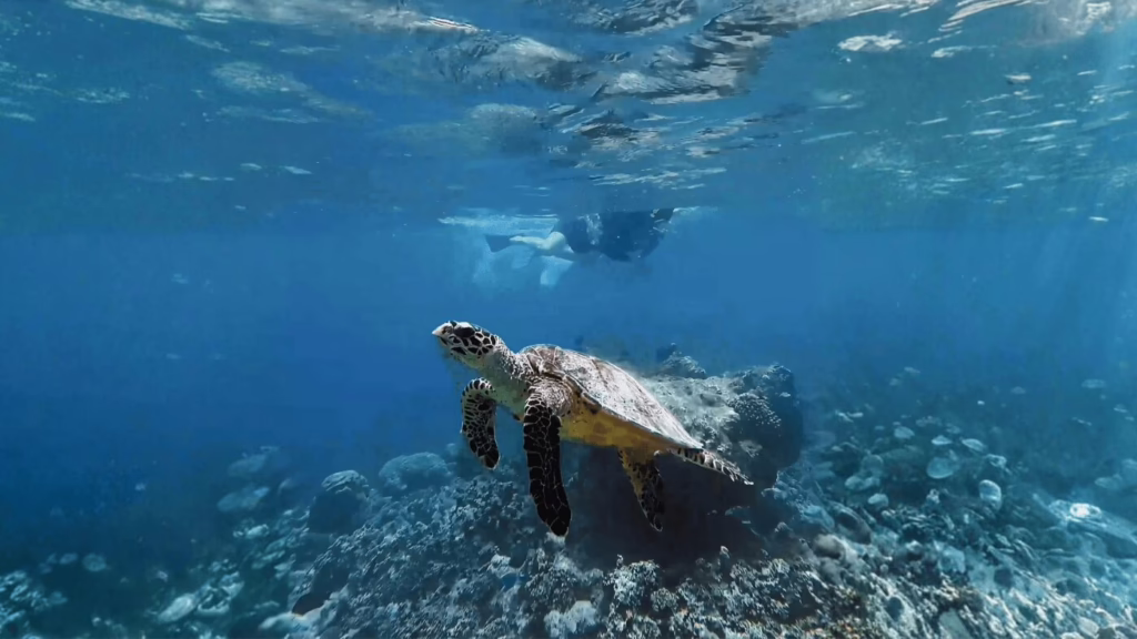 Snorkeling Turtles Maldives Oaga Art Resort