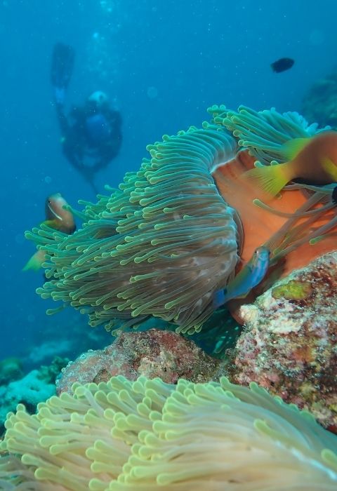 Scuba Diving