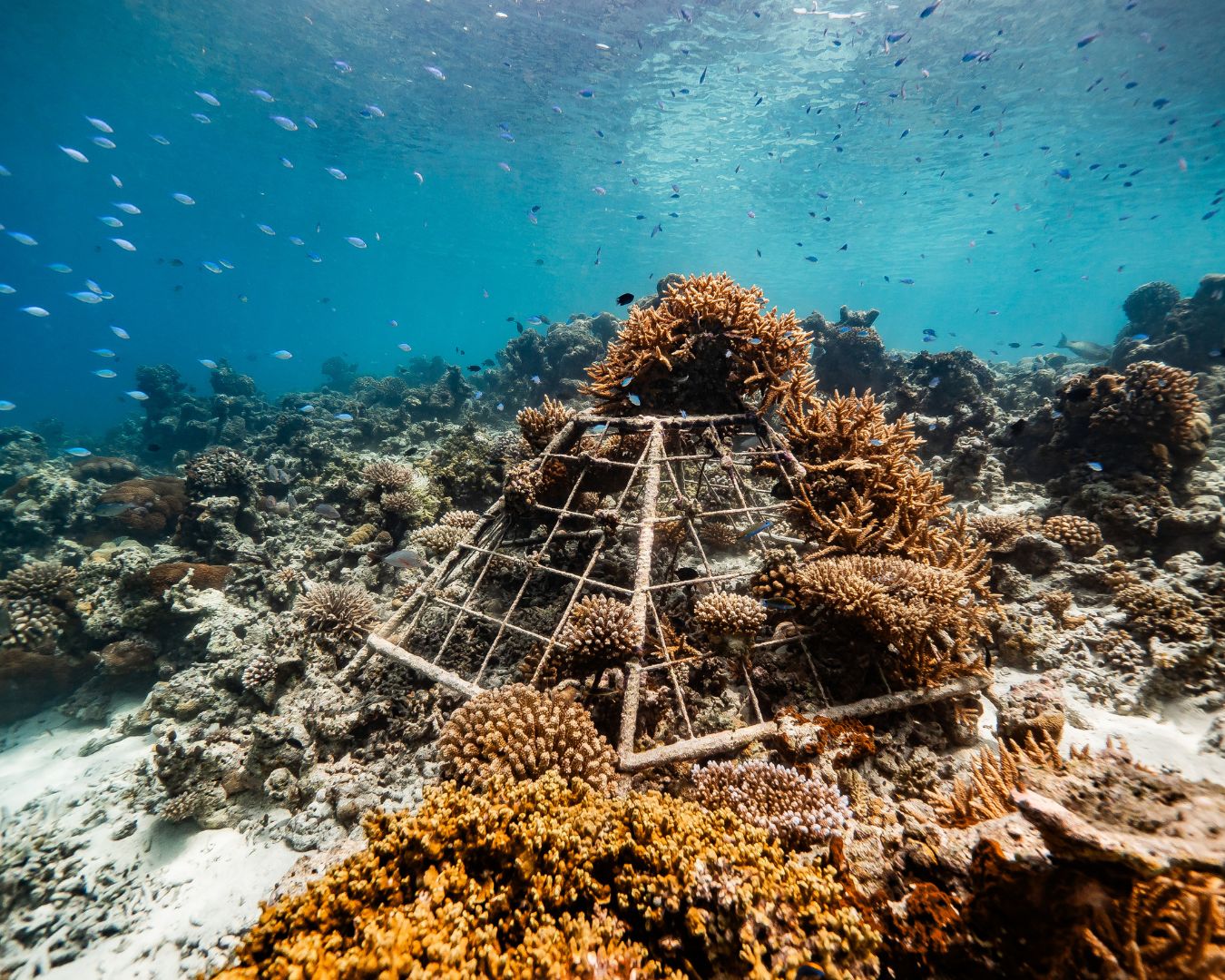 Coral Nursery & Restoration